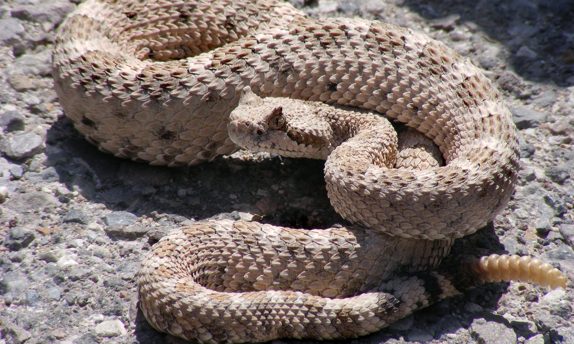 Ac Sidewinder